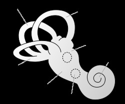 内耳の形