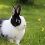 grass-and-rabit