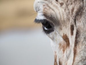 giraffes-eyelash