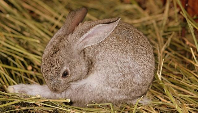 rabbit-grooming